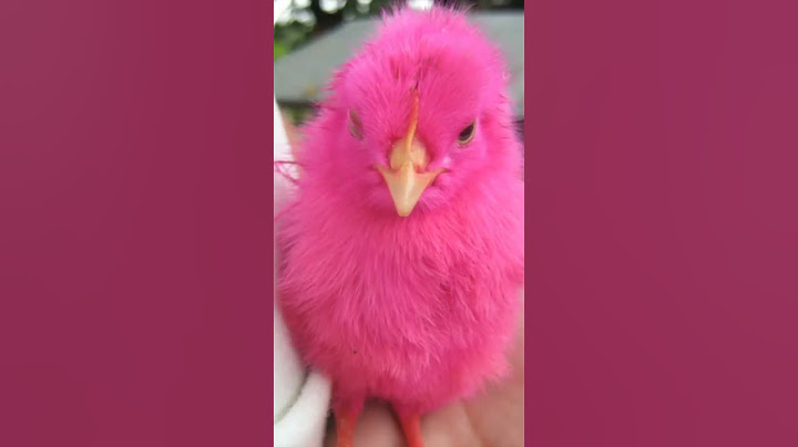 pollito d colores