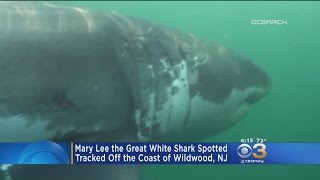 Great White Shark Mary Lee Spotted Off Wildwood Coast