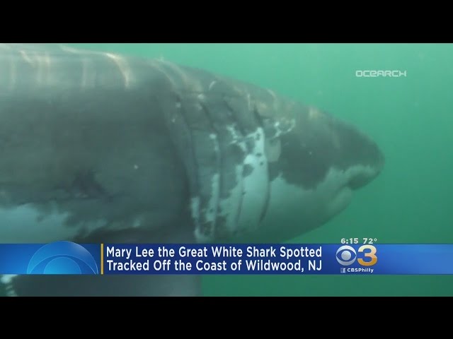 Great white shark tracker: Mary Lee spotted closer to Jersey Shore 