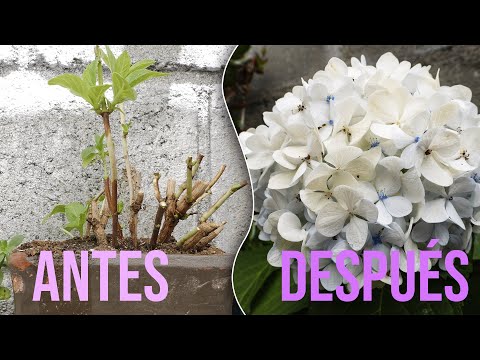 Video: Hortensia Después Del Invierno: No Crece, Se Seca, No Se Despierta Y Otros Problemas No Florecen. ¿Cómo Revivir? Cómo Se Ve?