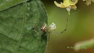 Orb Weaver, Thwaitesia sp. with Bee from Ecuador