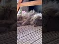 5匹の猫が落ちてる部屋A room with five sleeping cats