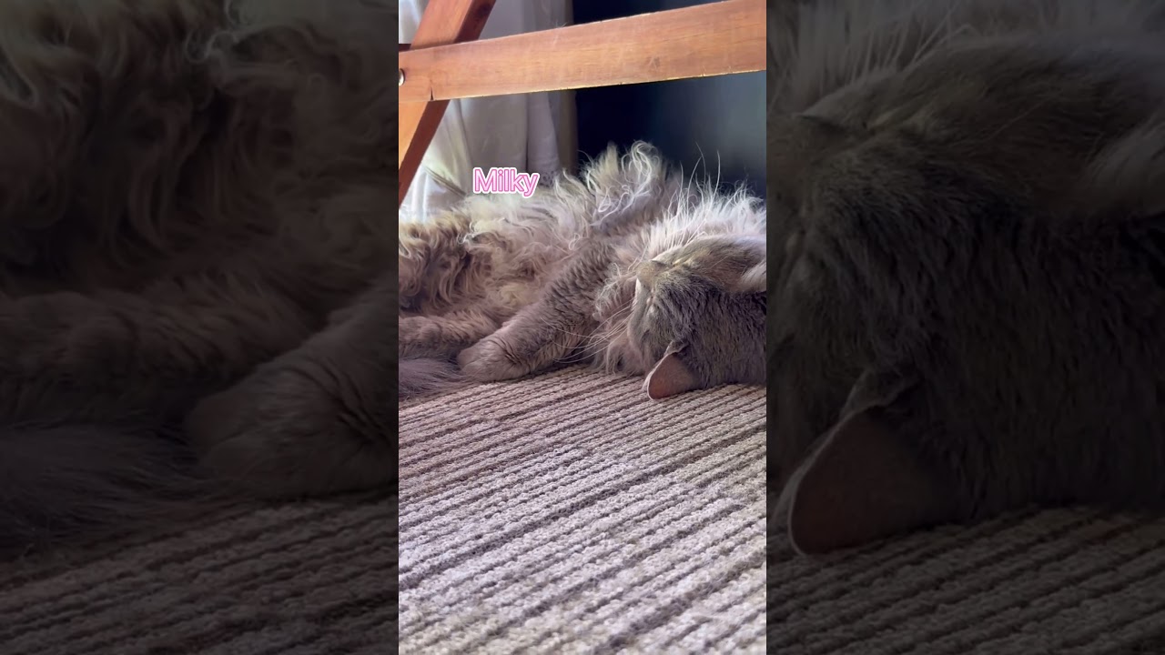 5匹の猫が落ちてる部屋A room with five sleeping cats