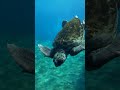 Green Sea Turtle Recovery: From Endangered to Safe! 🐢🌊
