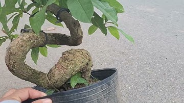 Bán cây lộc vừng thế 0977973535