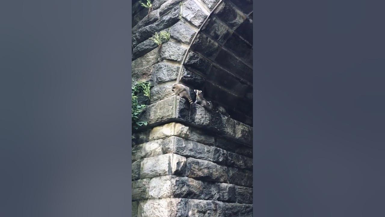 Central Park Raccoons Carefully Climb Wall ViralHog YouTube