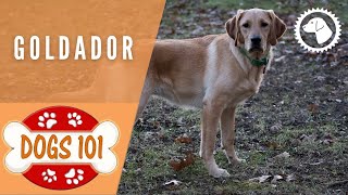 Dogs 101  GOLDADOR  Top Dog Facts about the GOLDADOR | DOG BREEDS  #BrooklynsCorner