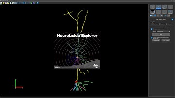 Neurolucida 360: From modeling to analysis to export