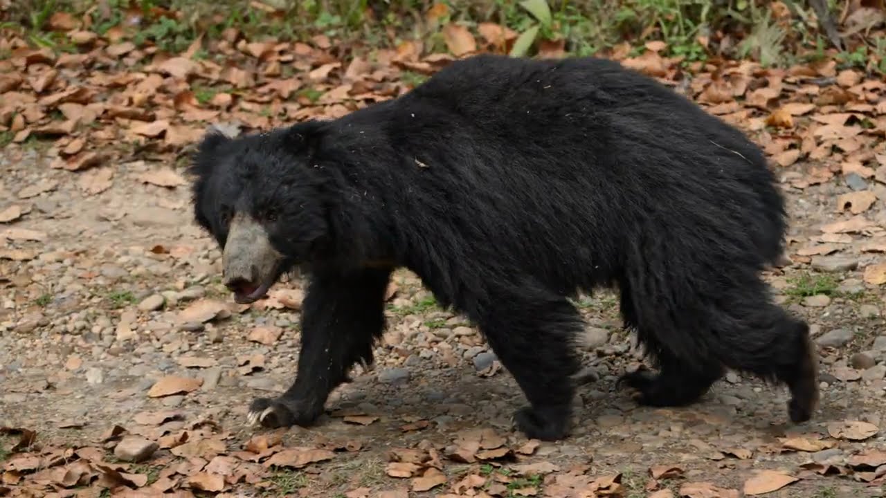 Sloth Bear! Safari @ Chitwan National Park ! Bear Saerching Food and Walking ! Sloth Bear Activies !