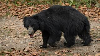 Sloth Bear! Safari @ Chitwan National Park ! Bear Saerching Food and Walking ! Sloth Bear Activies !