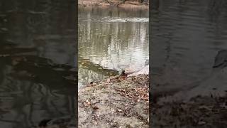 Mahoning River water level change at Packard Park after Summit St Dam removal-Warren, OH
