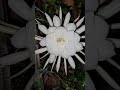 Garden star of Bethlehem #whiteflower #Bethlehem #flowers #timelapse