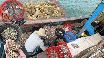 Lần đầu đi trải nghiệm giã cào đánh bắt cực nhiều hải sản tươi ngon - Dân Biển