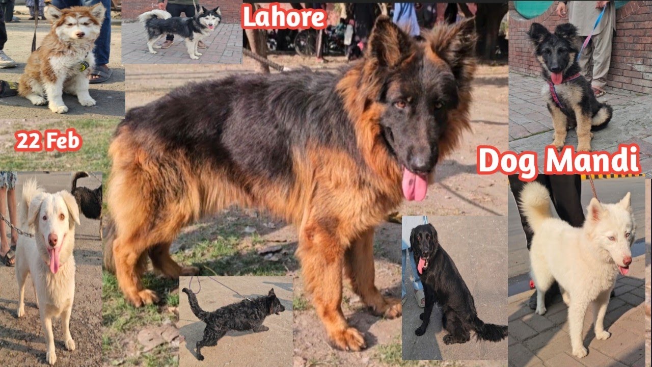 Dog Mandi Lahore | Sasty Dog Ka Itwar Bazar Lahore | Sunday Tollinton Market Lahore Pakistan 