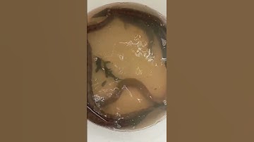 Đặt Lợp cá chạch lấu ll bài mồi nhạy dụ chạch #datlopcachach #datlopcachachlau #lopcachach