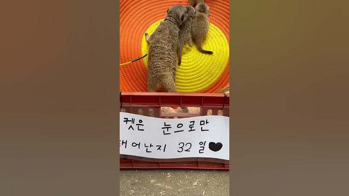 #미어캣 새끼4남매 32일차 하루하루 너무귀여워 혼자보기 아까워요🥹😍🫶 #meerkat