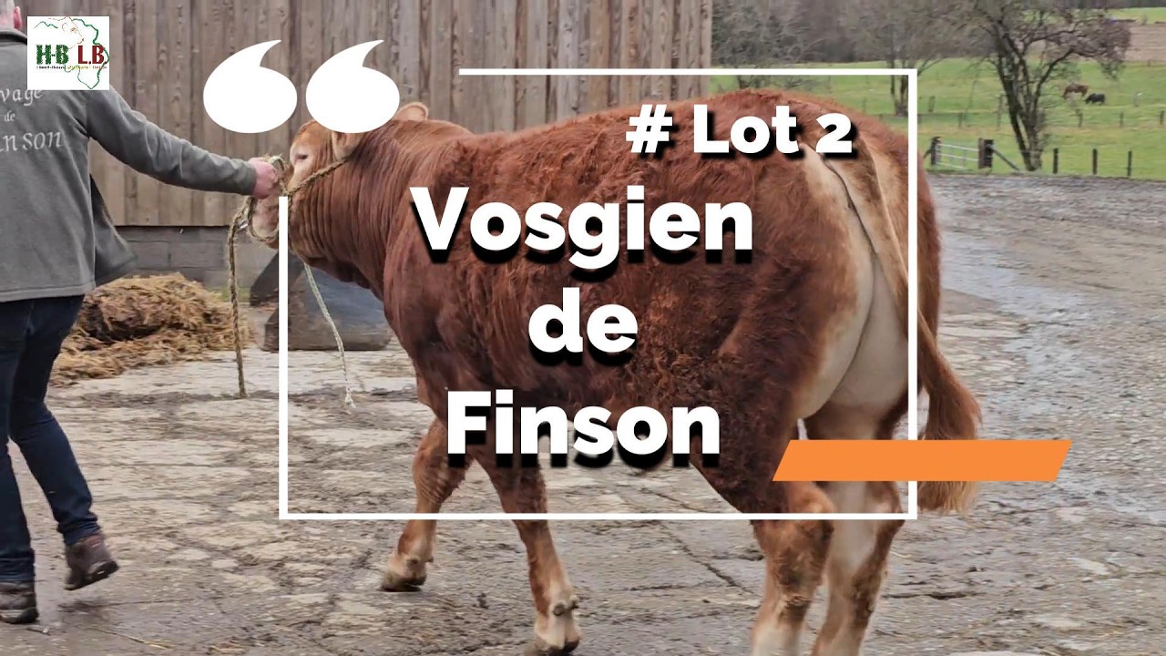 7ème Vente d'animaux reproducteurs belges : Lot 2 Vosgien de Finson