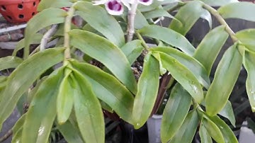 Kích phi điệp đẻ nối 2020