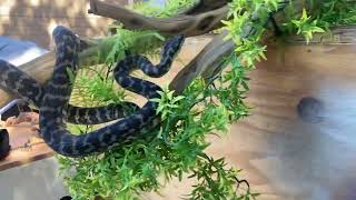 Celebrity Rating snakes as pets!  The Irian Jaya carpet python Net Worth
