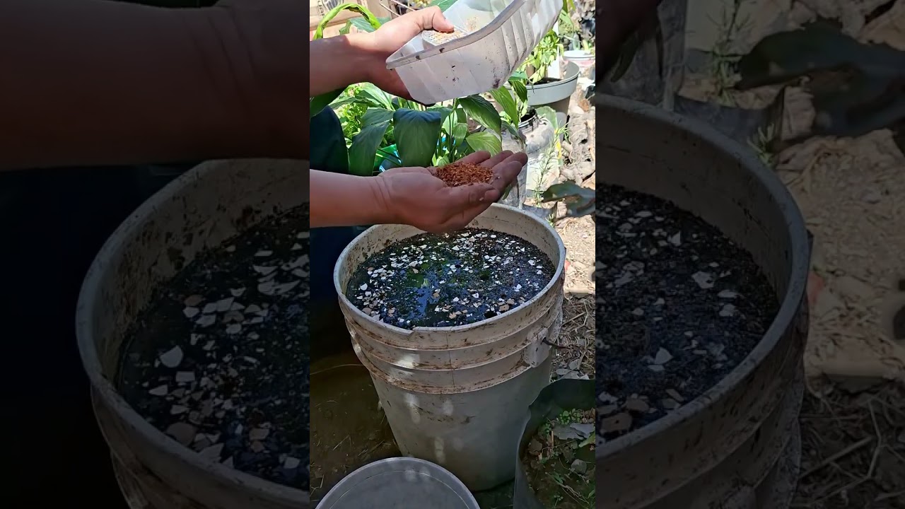 El mejor abono orgánico para tus frutales y plantas, (Potasio, calcio, Fósforo y nitrogeno)