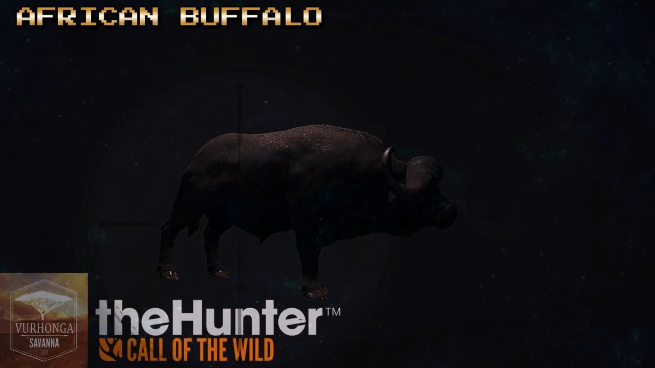 Vurhonga Savanna AFRICAN BUFFALO YouTube