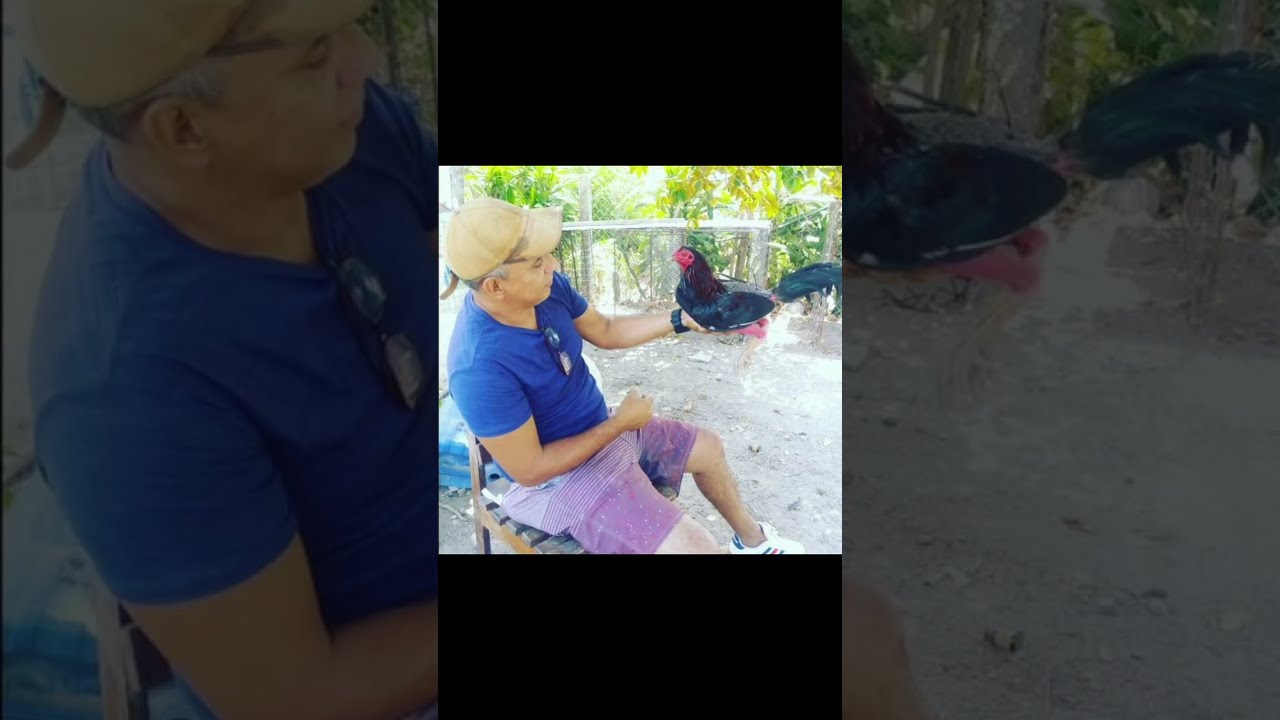 mi viejo gallo claret y su capricho genetico