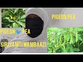 PIGEON PEA BENEFITS THE BENEFITS OF THE PIGEON PEA TREE