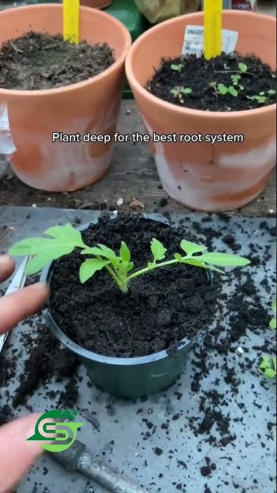 how-to-grow-tomatoes-using-store-bought-tomatoes-simply-garden-tips