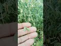 Red Lentil plant agriculture #farmer .
