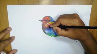 Beautiful bird art  how to draw beautiful birds, with color pencils, step by step screenshot 4
