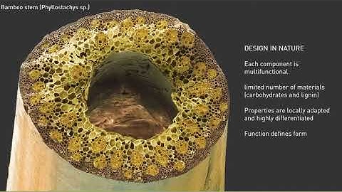 Platform-based Robotic Timber Architecture: DAY 6-Session 1