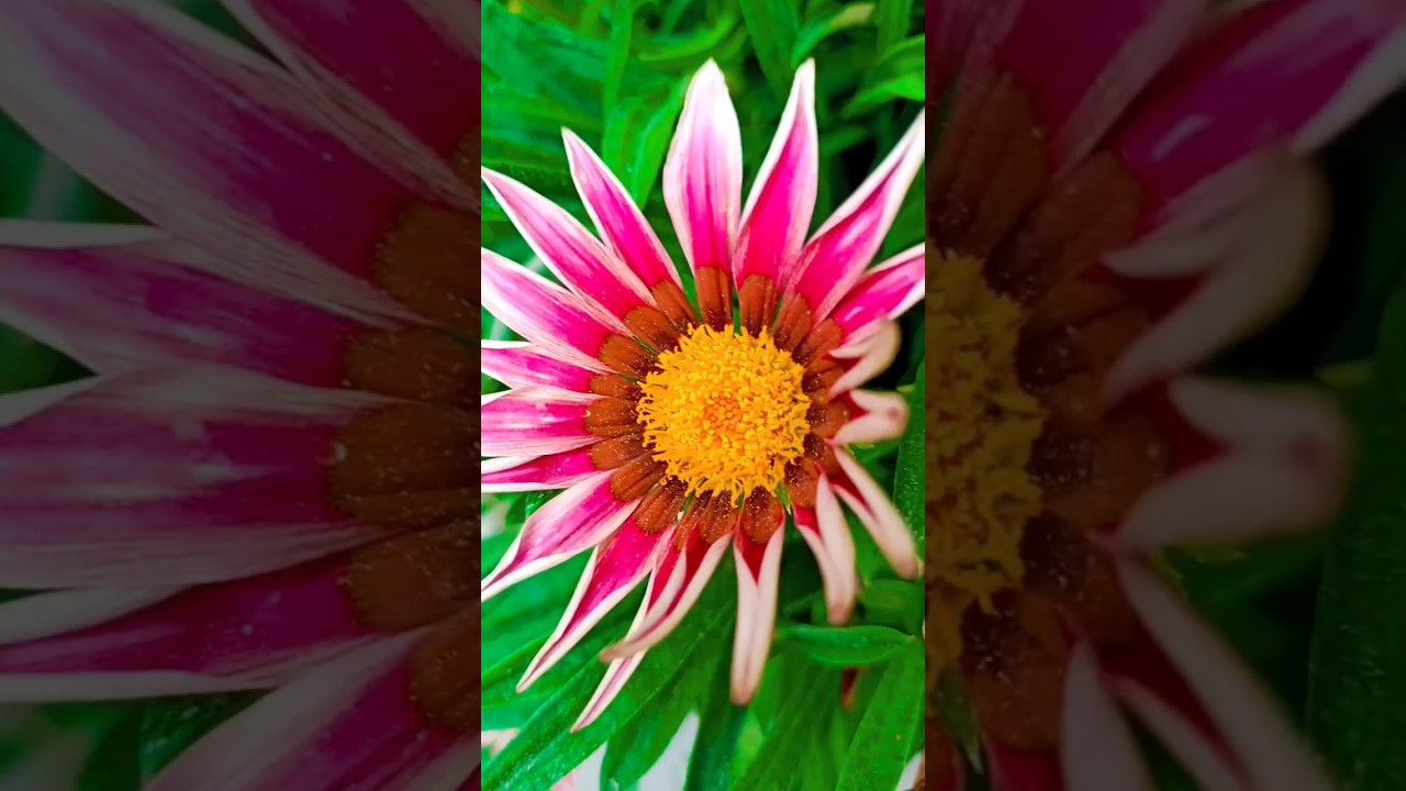 trailing gazania ground cover flower plant 