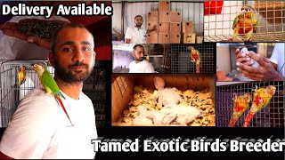 Exotic Birds Conure breeder  in Chennai - Engineers Aviary Tamed Birds  - Future Tamila