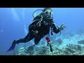 Diving with Aqua TCI West Caicos May 2023 with Aqua TCI @TheScubasteph