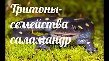 Тритоны - семейства саламандр(Salamandridae)