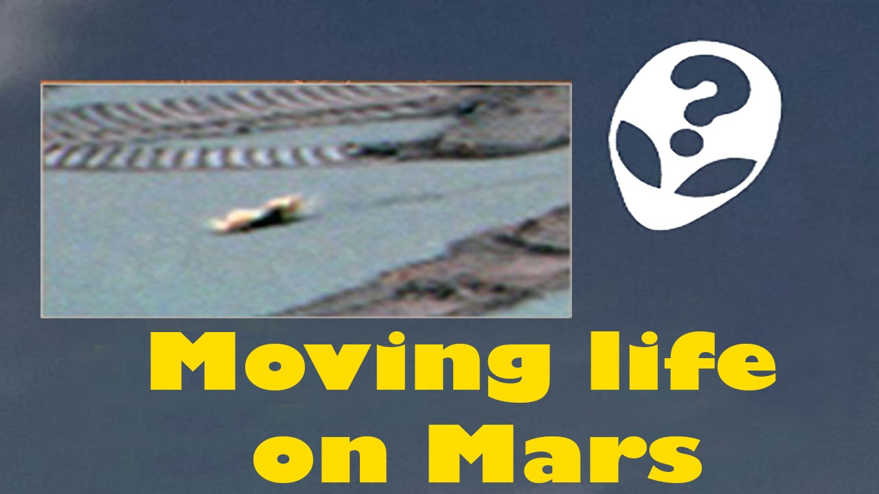 Lifeform moving on Mars (Opportunity Rover)