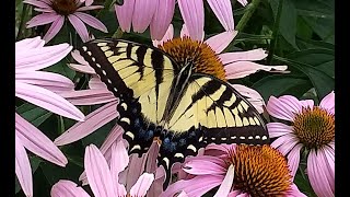 Butterfly Behavior and Ecology