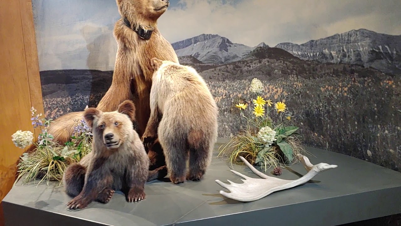 Grizzly Bear Museum YouTube