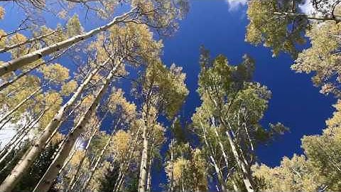 سورة الشرح بصوت الشيخ عبدالباسط عبد الصمد