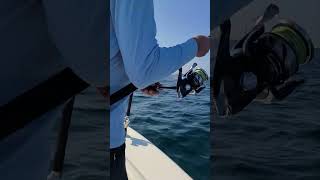 Awesome Whale Video