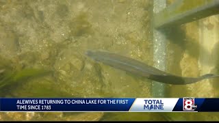 Native Maine fish returns to lake on their own for first time in hundreds of years
