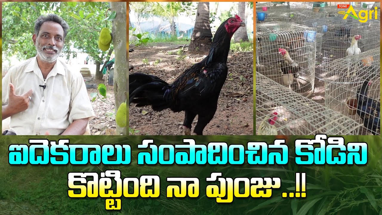 Jathi Kollu Farming | ఐదెకరాలు సంపాదించిన కోడిని.. కొట్టింది నా పుంజు..!! Tone Agri