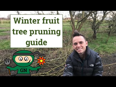 Winter Pruning Guide for Fruit Trees