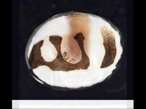 Jum porno bilan tola tukli pussies Saxalin xususiy porno