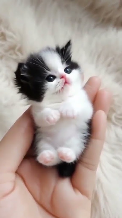 #cat #jolo#coomekjolo #coomek #viral #foryou #trending