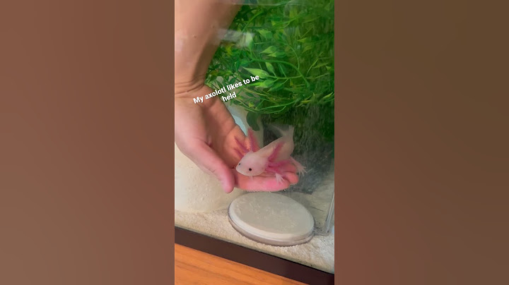 Axolotl likes to be held #axolotl #aquarium