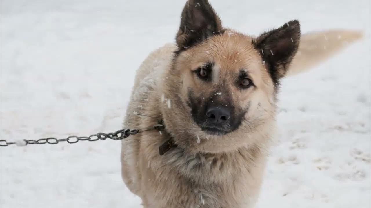 Dog - flipboard. Порода собаки мудлой. Much dogs. Щенки разных пород. Порода собаки муха.