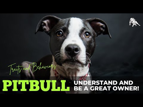 Video: Chování a rysy Pit Bulls