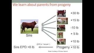Genetics Selection Tools in Beef Cattle EPDs and Antagonisms
