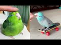 Smart and funny parrots parrot talkings compilation 2024  cute birds 12